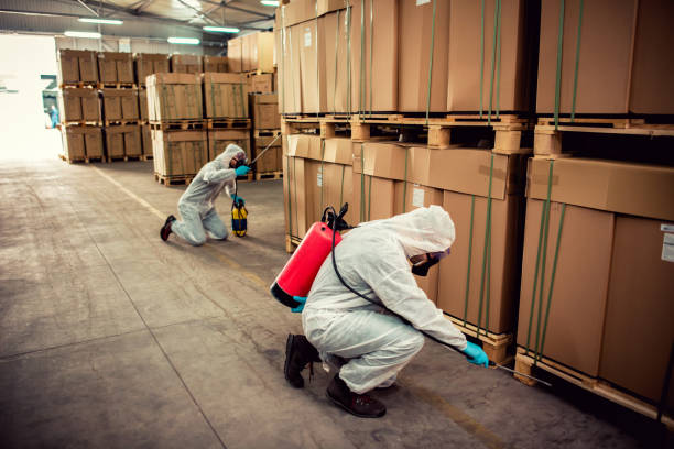 Best Flea Control Services  in Rio Bravo, TX