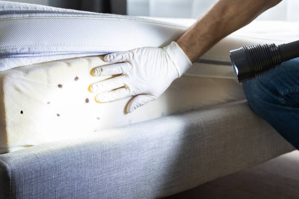 Best Mosquito Control Services  in Rio Bravo, TX