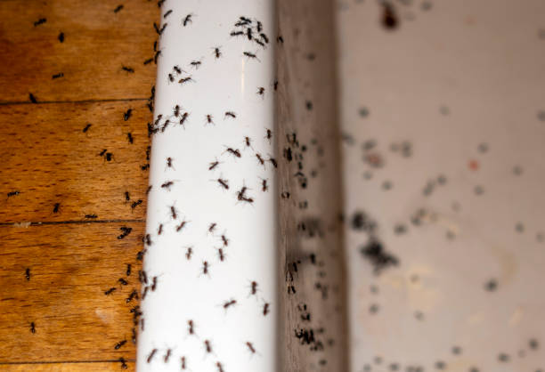 Best Termite Control Services  in Rio Bravo, TX